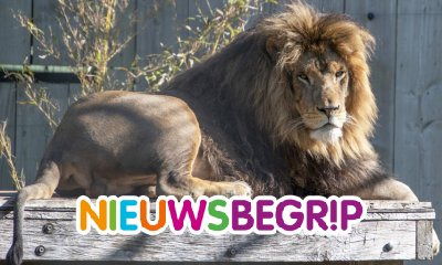 Plaatje Gedumpte leeuw Remy verkast naar Zuid-Afrika