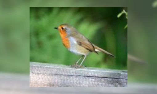 Waarom fluiten vogels?