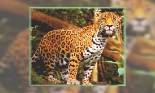 Plaatje Jaguars