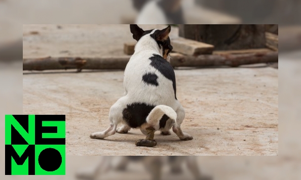 Plaatje Poepen honden naar het noorden?