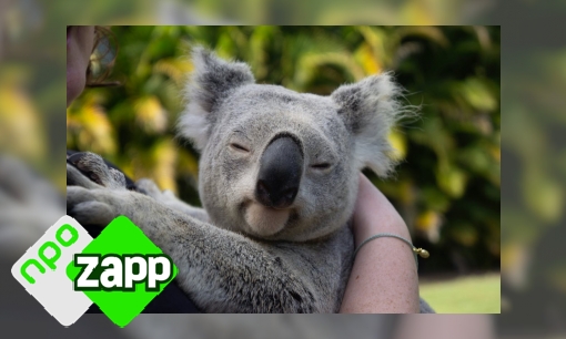 Plaatje Waku Waku weetjes over de koala