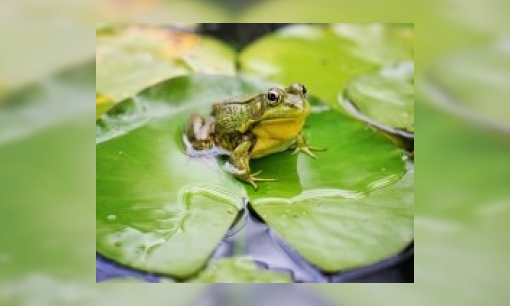 Plaatje Hoe is 1 april ontstaan?