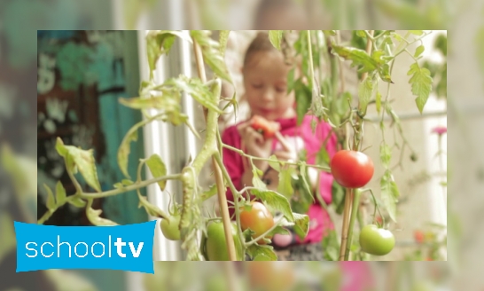 Plaatje Hoe kweek je tomaten?