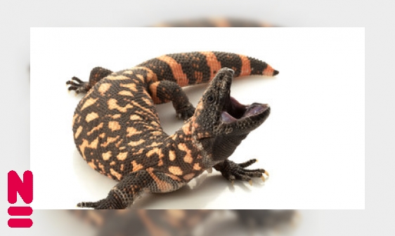 Plaatje Gilamonster