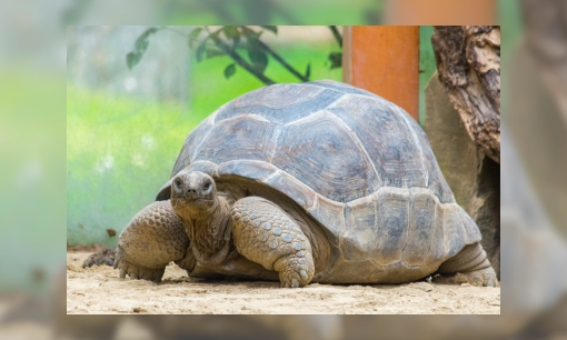 Plaatje Reuzenschildpadden