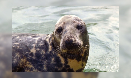 Plaatje Grijze zeehond