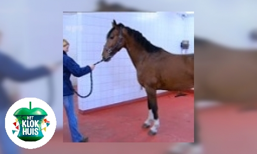 Plaatje Paardenkliniek 2