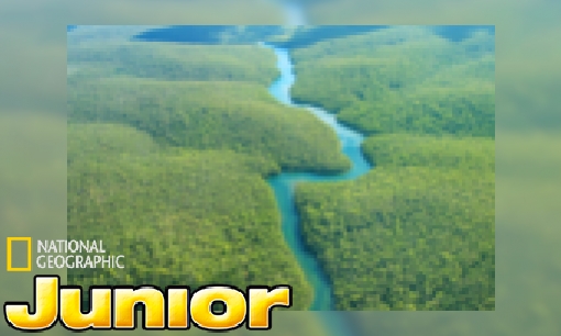 Plaatje Amazone-regenwoud