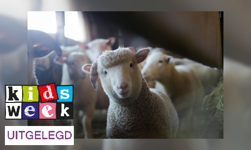 Plaatje Uitdrukking uitgelegd: ‘Als één schaap over de dam is, volgen er meer’
