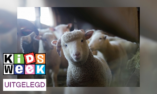 Plaatje Uitdrukking uitgelegd: ‘Als één schaap over de dam is, volgen er meer’