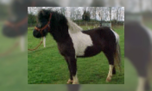 Plaatje Pony