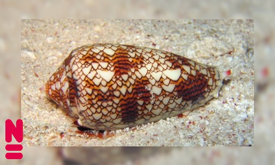 Plaatje Kegelslakken: sluipschutters van de zee