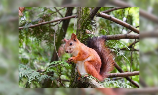Plaatje Spreekbeurtinformatie de rode eekhoorn