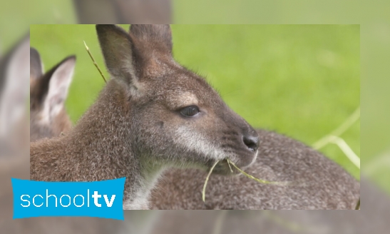 Plaatje Pasgeboren wallaby