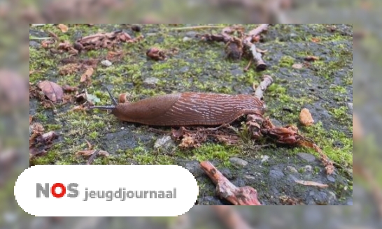 Plaatje In deze schooltuin hebben ze last van slakken: 