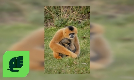 Plaatje Witwanggibbon