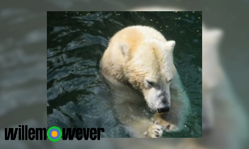 Plaatje Hoe lang kan een ijsbeer onder water blijven?