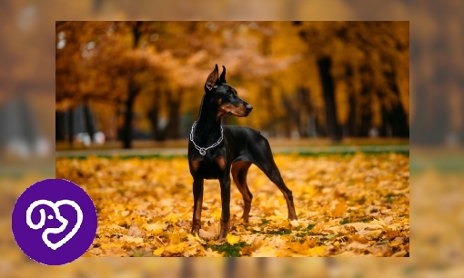 Plaatje Dobermann