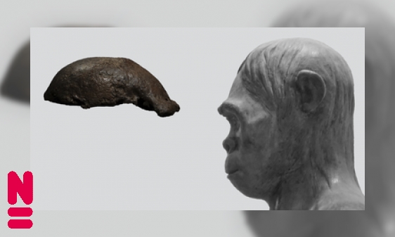 Plaatje Piet: een historisch beeld van onze vroege voorouder