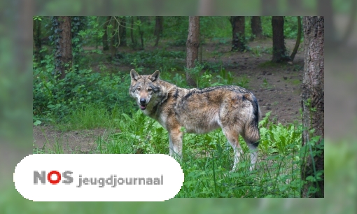 Plaatje Wilde wolf gespot