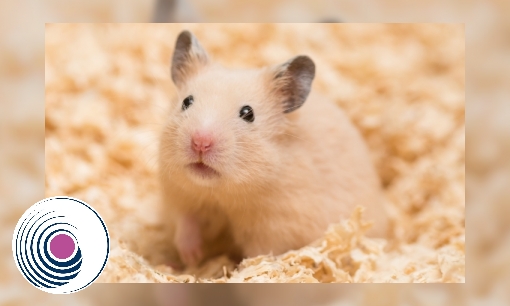 Plaatje Hamster