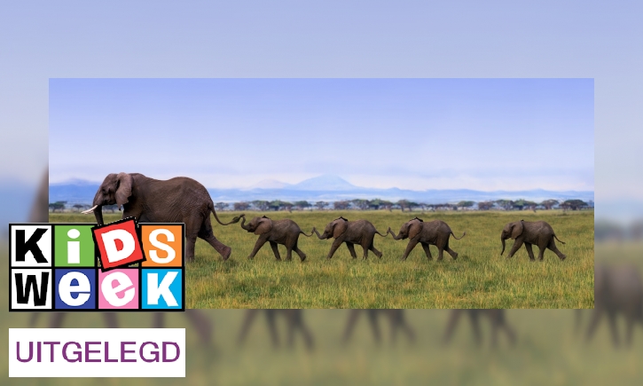 Plaatje 3x uitdrukkingen met olifant uitgelegd
