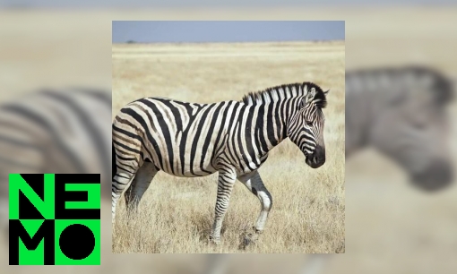 Plaatje Waarom heeft een zebra strepen en een giraf vakjes?