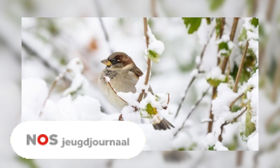 Plaatje Hoe overleven vogels in de winter?