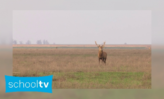 Plaatje Waarom worden herten in de Oostvaardersplassen afgeschoten?