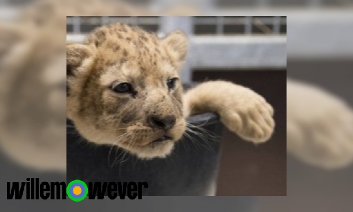 Plaatje Worden er in de natuur wel eens per ongeluk 2 verschillende dieren gekruist?