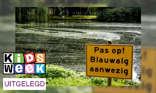 Plaatje Wat is blauwalg?