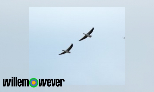 Plaatje Hoe kunnen trekvogels zulke grote afstanden vliegen?