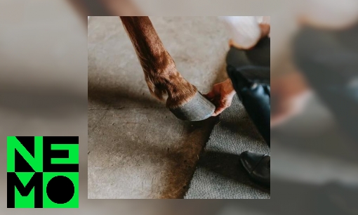 Plaatje Waarom hebben koeien en paarden hoeven?