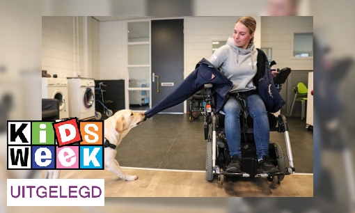 Plaatje Zo wordt een hulphond getraind