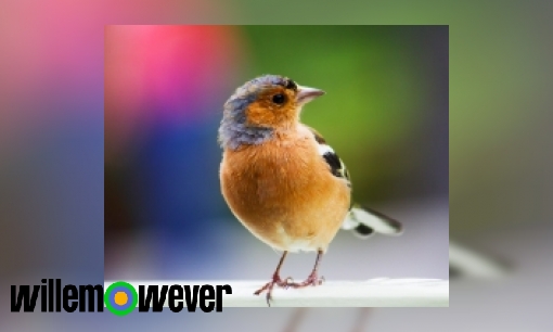 Plaatje Kunnen vogels ook last hebben van hoogtevrees?