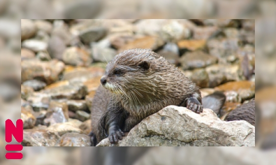 Plaatje De poephoopjes van otters