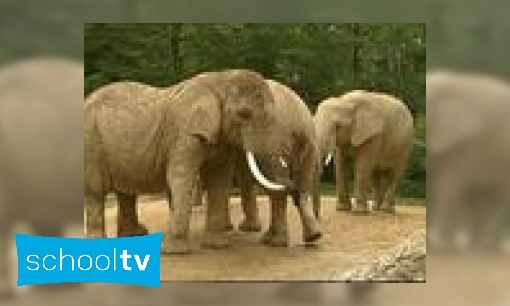 Hoe weeg je een olifant?