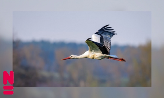 De holle botten van vogels