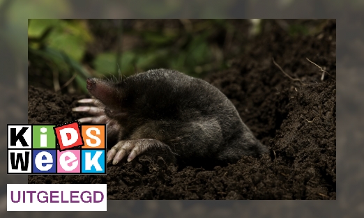 Plaatje Mollentelling: zeven weetjes over mollen
