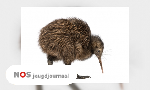 Plaatje Dit is de eerste Nederlandse kiwi