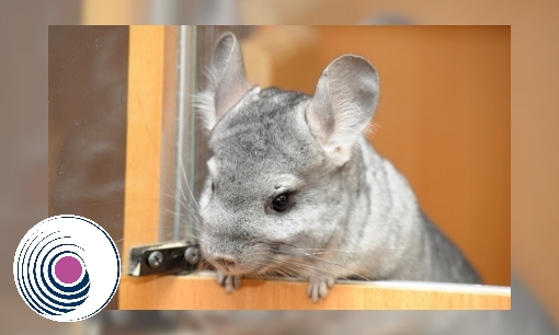 Plaatje Chinchilla