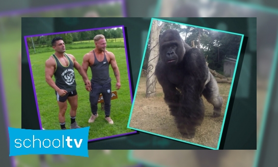 Plaatje Hoe sterk is een gorilla?