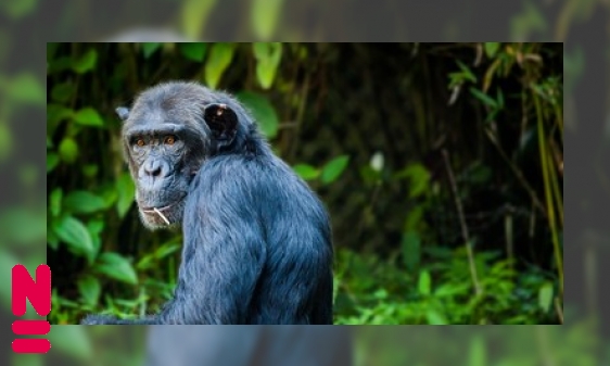 Plaatje De chimpansee: onze voorouder of niet?