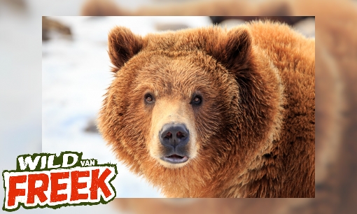 Plaatje Grizzlybeer