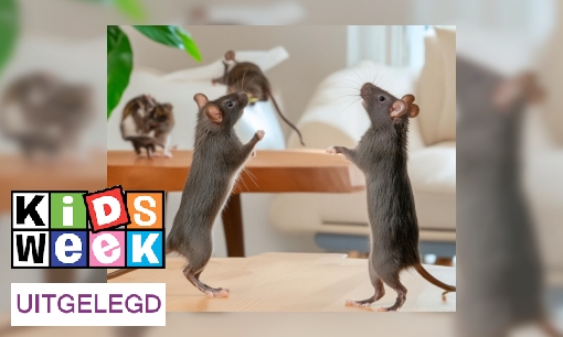 Plaatje Uitdrukking uitgelegd: ‘Als de kat van huis is, dansen de muizen op tafel.’