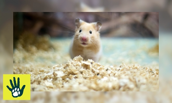 Spreekbeurt over hamsters