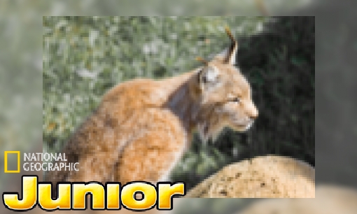 Plaatje Weet je dit al over de Iberische lynx?