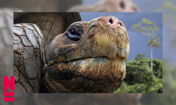 Plaatje De Galapagosreuzenschildpad