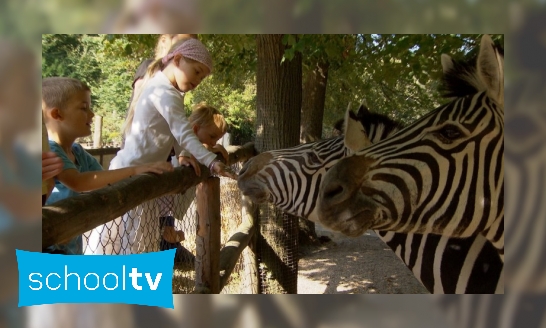 Plaatje De strepen van de zebra