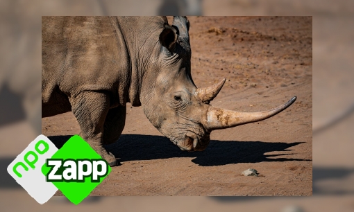 Plaatje Waku Waku weetjes over de neushoorn
